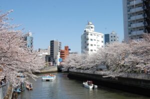 隅田川の桜